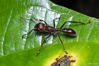 Paraponera clavata photo 56