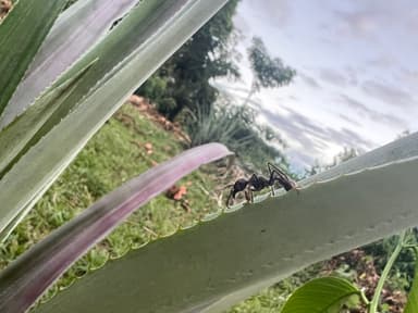Paraponera clavata photo 57