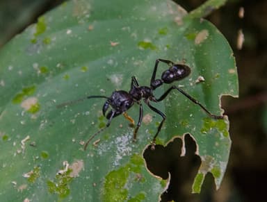 Paraponera clavata photo 58