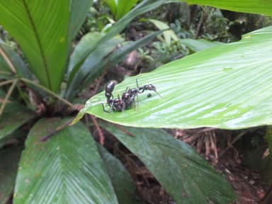 Paraponera clavata photo 59