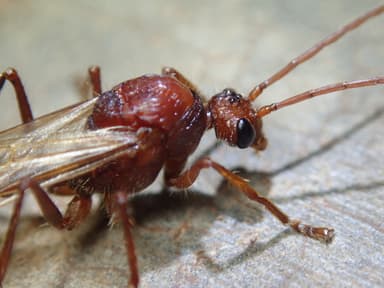 Paraponera clavata photo 61