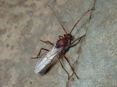 Paraponera clavata photo 62