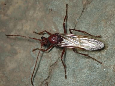 Paraponera clavata photo 63