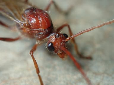 Paraponera clavata photo 64