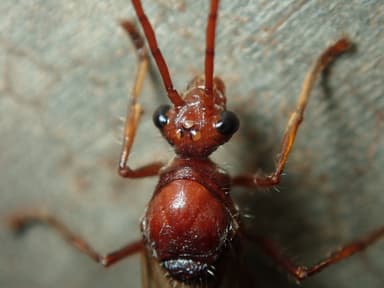 Paraponera clavata photo 65