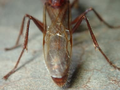 Paraponera clavata photo 67