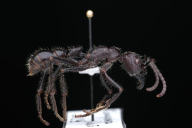 Paraponera clavata photo 71