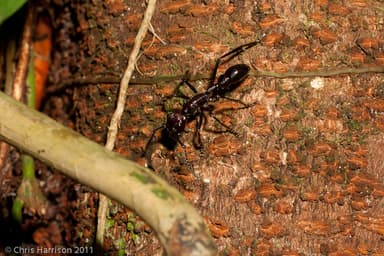 Paraponera clavata photo 72