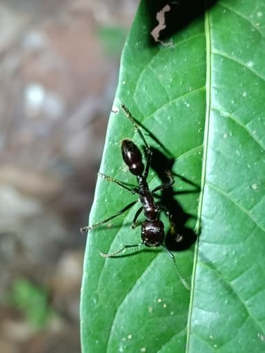 Paraponera clavata photo 73