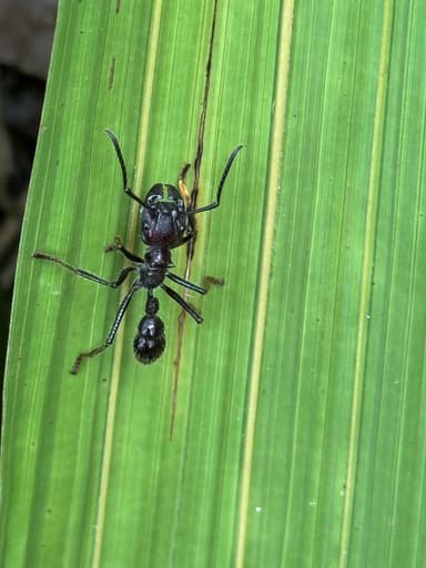 Paraponera clavata photo 74