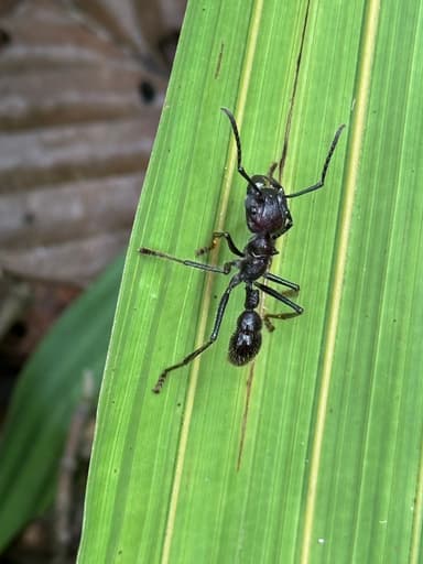 Paraponera clavata photo 75