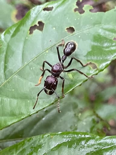 Paraponera clavata photo 76