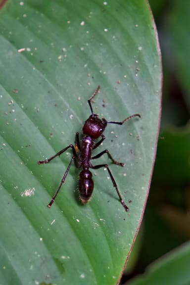 Paraponera clavata photo 79
