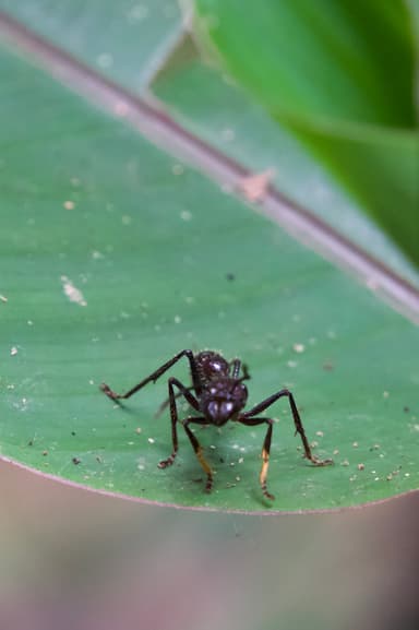 Paraponera clavata photo 80