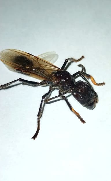 Paraponera clavata photo 81