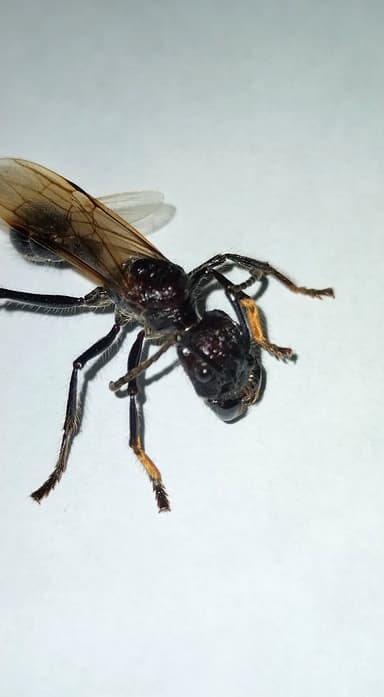 Paraponera clavata photo 82