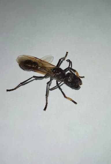 Paraponera clavata photo 83