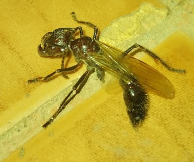 Paraponera clavata photo 84