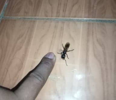 Paraponera clavata photo 85