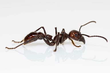 Paraponera clavata photo 87