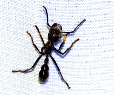 Paraponera clavata photo 88