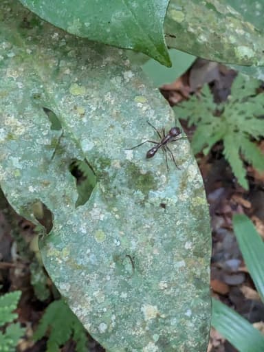 Paraponera clavata photo 89