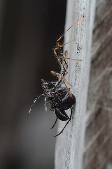 Paraponera clavata photo 90