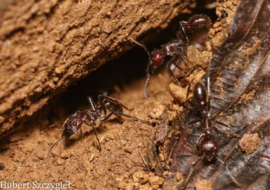Paraponera clavata photo 92
