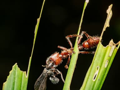Paraponera clavata photo 93