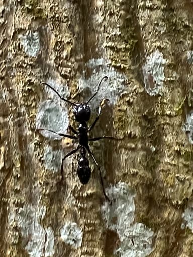 Paraponera clavata photo 109