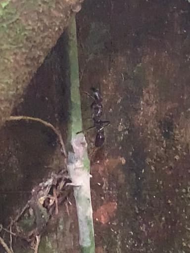 Paraponera clavata photo 111