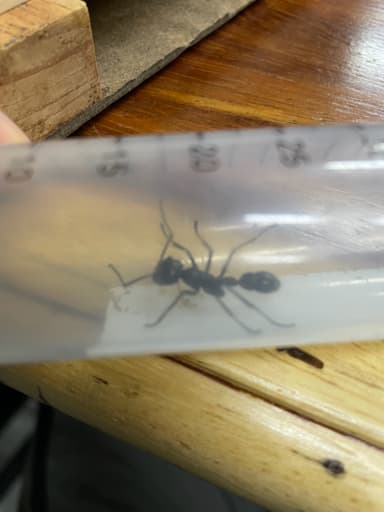 Paraponera clavata photo 112