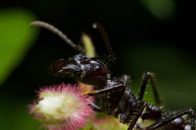 Paraponera clavata photo 114