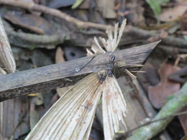 Paraponera clavata photo 117