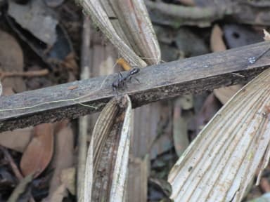 Paraponera clavata photo 118