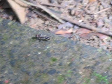 Paraponera clavata photo 119