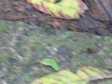 Paraponera clavata photo 120