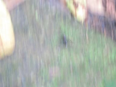 Paraponera clavata photo 121