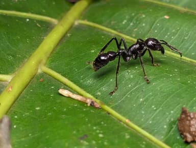Paraponera clavata photo 122
