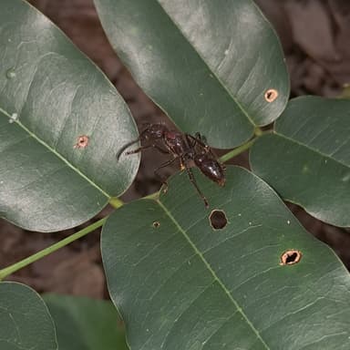 Paraponera clavata photo 123