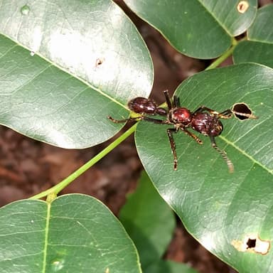 Paraponera clavata photo 124