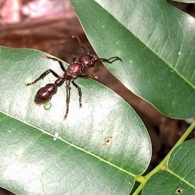 Paraponera clavata photo 125