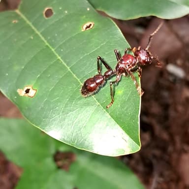 Paraponera clavata photo 126
