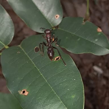 Paraponera clavata photo 127