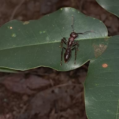 Paraponera clavata photo 128