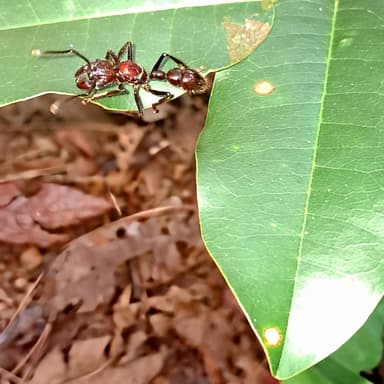 Paraponera clavata photo 129