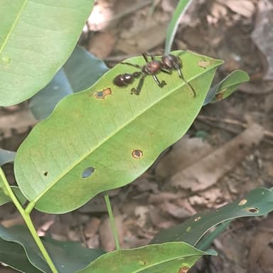 Paraponera clavata photo 131