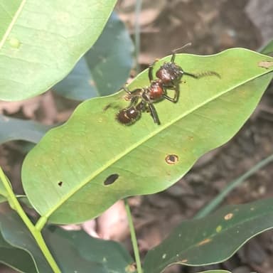 Paraponera clavata photo 132
