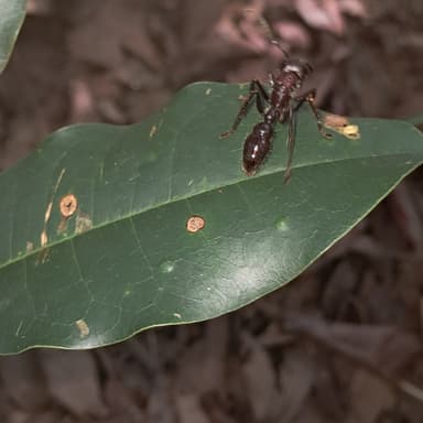 Paraponera clavata photo 135