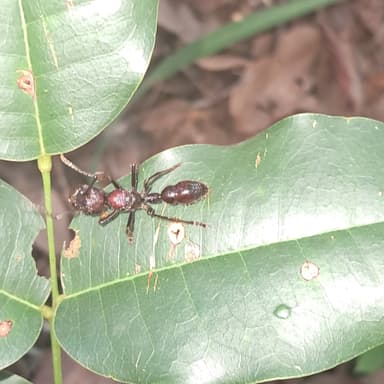 Paraponera clavata photo 136